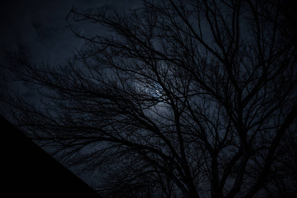 Повний місяць у хмарному небі видно крізь гілки дерев вночі. Вибірковий фокус
 - Фото, зображення