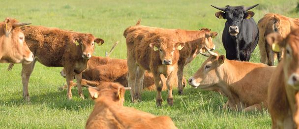 Hnědé krávy pasoucí se na zelené lesní louce. Letní venkovská scéna. Pastevecká krajina. Domácí zvířata, hospodářská zvířata, hospodářství, potravinářský průmysl, hovězí a mléčné výrobky, alternativní produkce, venkovský život - Fotografie, Obrázek