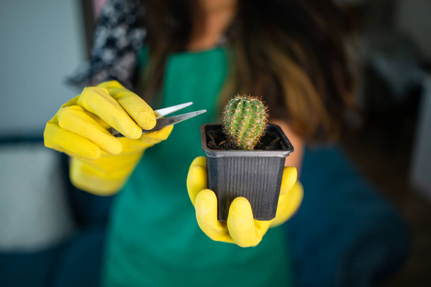 femme dans un tablier vert replantation d'une plante à la maison Cereus succulent cactus dans des gants dans un nouveau pot, concept de soins des plantes à la maison, piratage de la vie de travail avec des tiges de cactus pointus - Photo, image