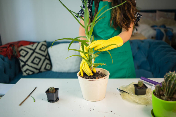 Woman hands with minimal rings adding soil to transplant an aloe vera plant in a concrete pot  - Fotó, kép