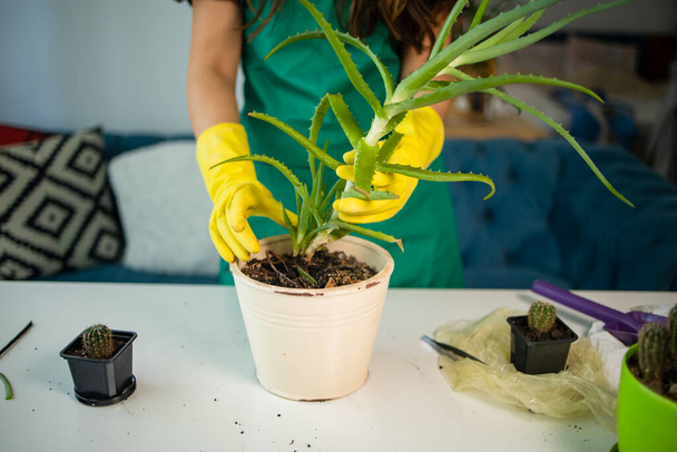 Huis tuinieren, groen concept. Tuinman transplanteert aloë vera kamerplant in keramische pot. - Foto, afbeelding