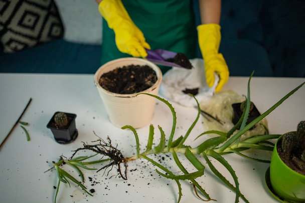 Jardinage à domicile, concept de verdure. Jardinier transplante aloe vera plante d'intérieur dans un pot en céramique. - Photo, image