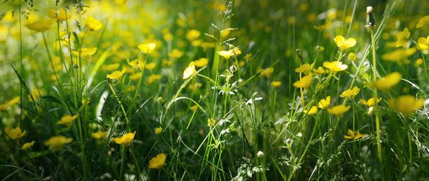 Gramado verde com flores silvestres amarelas florescentes (Ranunculus polyanthemos) em um dia ensolarado claro. Primavera, início do verão. Floresta, parque público. Luz solar suave, raios de sol. Natureza, botânica, ambiente, ecologia - Foto, Imagem