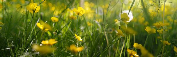 Groene gazon met bloeiende gele wilde bloemen (Ranunculus polyanthemos) op een heldere zonnige dag. De lente, de zomer begint. Bos, openbaar park. Zacht zonlicht, zonnestralen. Natuur, plantkunde, milieu, ecologie - Foto, afbeelding