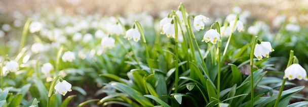 Blooming Leucojum aestivum (summer snowflake) flowers in a park, close-up. Early spring. Symbol of purity, peace, joy, Easter concept. Landscaping, gardening, environment. Macrophotography, bokeh - Photo, Image