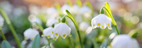 Virágzó Leucojum aestivum (nyári hópihe) virágok egy parkban, közelkép. Kora tavasz. A tisztaság, a béke, az öröm és a húsvét szimbóluma. Kertészkedés, kertészkedés, környezet. Makrofotográfia, bokeh - Fotó, kép