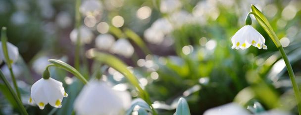 Blühende Leucojum aestivum (Sommerschneeflocke) blüht in einem Park, aus nächster Nähe. Vorfrühling. Symbol der Reinheit, des Friedens, der Freude, des Osterkonzepts. Landschaftspflege, Gartenarbeit, Umwelt. Makrofotografie, Bokeh - Foto, Bild