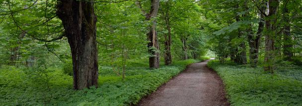 Pathway (rural road, alley) through the dark forest park. Mighty green deciduous trees, moss, plants. Summer landscape. Nature, ecology. ecotourism, hiking. cycling, nordic walking - Фото, зображення
