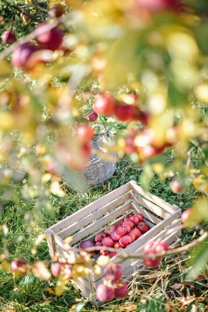 wooden baskets with red apples, countryside harvesting season  - Φωτογραφία, εικόνα