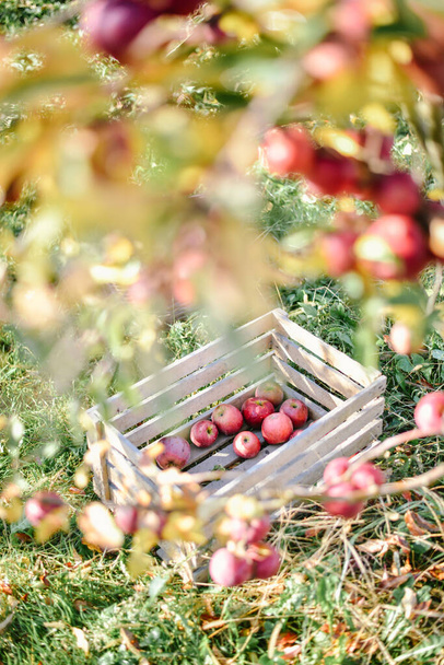 wooden basket with red apples, countryside harvesting season  - Fotoğraf, Görsel