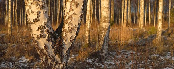 Στο δάσος με τις σημύδες το ηλιοβασίλεμα. Δυνατά δέντρα. Πρώτο χιόνι, αρχές χειμώνα. Μαλακό φως. Φύση, εποχές, οικοτουρισμός - Φωτογραφία, εικόνα