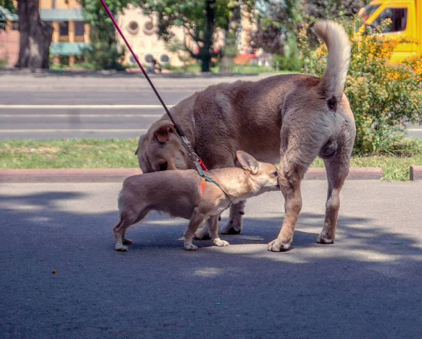 Συνάντηση δύο σκύλων για ζευγάρωμα. Μεγάλα και μικρά σκυλιά. - Φωτογραφία, εικόνα