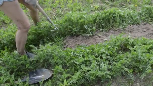 Работа в качестве вертолёта для ручной обработки садовых лож в деревне - Кадры, видео