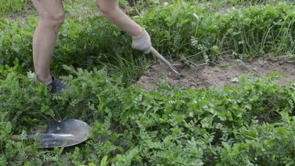 Arbeit als Häcksler für die manuelle Bearbeitung von Gartenbeeten im Dorf - Filmmaterial, Video