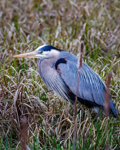 Great Blue Heron (Ardea herodias) standing in an uplands marsh during spring in Wisconsin. Selective focus, background blur and foreground blur - Fotó, kép