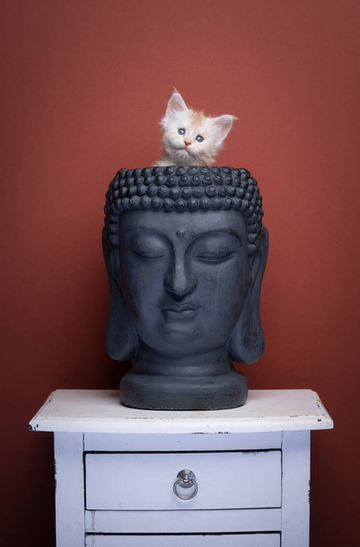 cute ginger maine coon kitten inside of empty buddha head - Фото, изображение