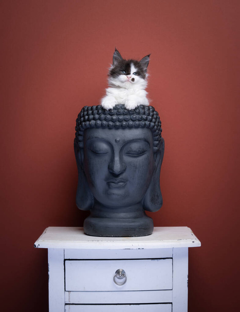 空の仏像の頭の中に可愛いメインカヌー子猫 - 写真・画像