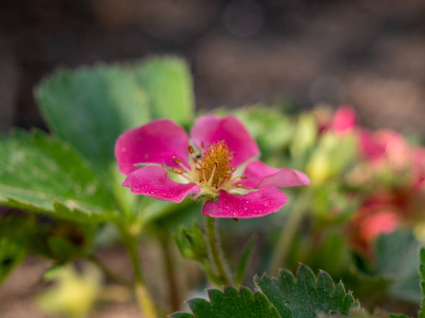 Red strawberry flowers. Strawberry inflorescences. Red flowers. - Foto, Imagem
