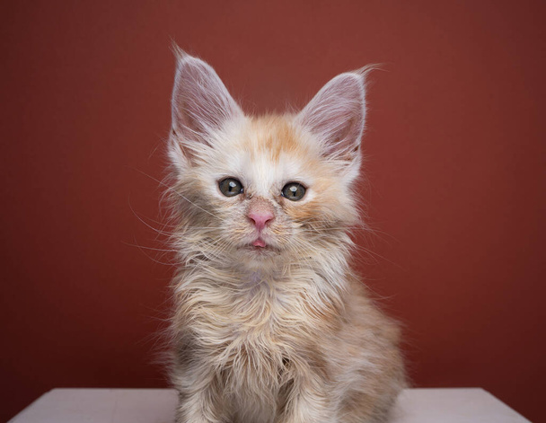 sick scruffy ginger kitten looking at camera portrait - Photo, Image