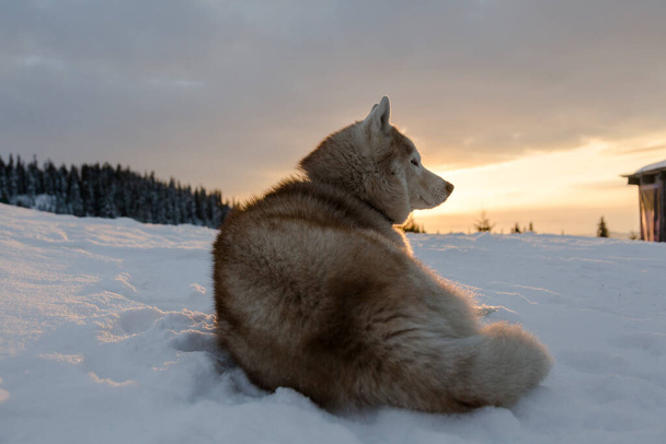 Siberian Husky dog sitting on the snow winter evening at the sunset in the Carpathians mountains, Ukraine - Foto, immagini