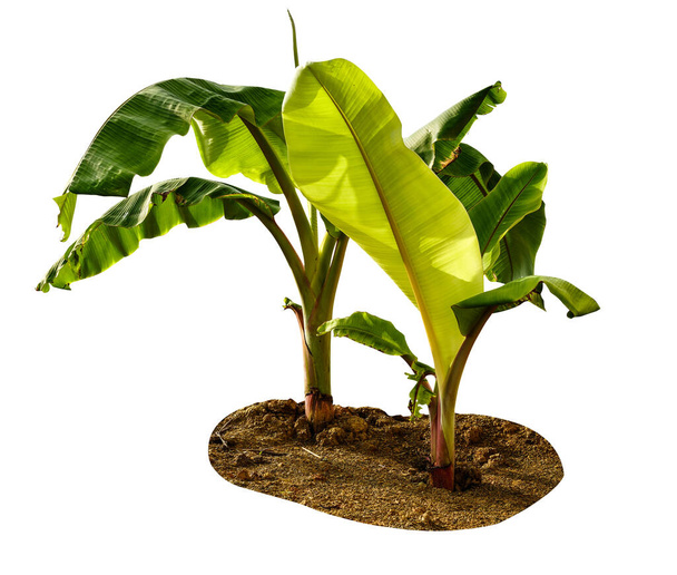 Green little banana tree isolate on a white background with clipping path. Economic crops of tropical countries are gaining popularity.                                 - Φωτογραφία, εικόνα