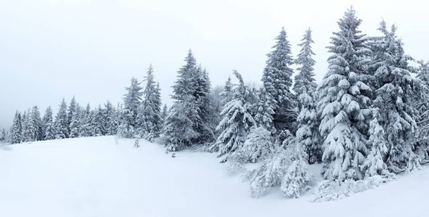 Winter landscape with snowy fir trees - Foto, Bild