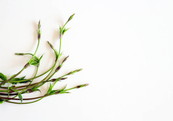 Green raw asparagus isolated on white background. Food concept. - Valokuva, kuva