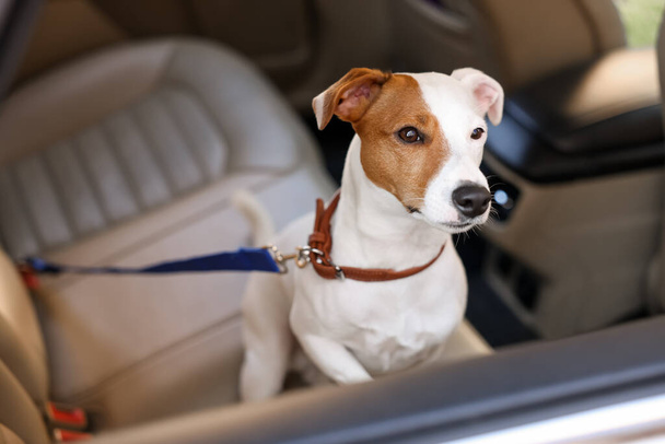 Jack Russel Terrier in car. Adorable pet - Foto, immagini