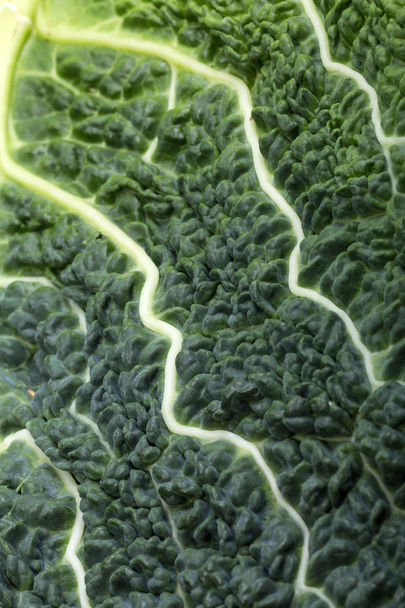 Fresh savoy cabbage leaf as a texture - Foto, Imagem