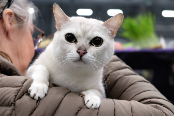 Zwycięzca Skandynawii kot Uczestnik wystawy singapura kot czeka na swoją kolej, bliski portret, Tampere 16-17 kwietnia 2022 - Zdjęcie, obraz