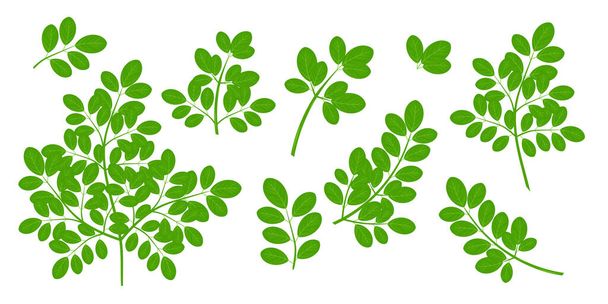 Moringa. Stem and leaves. Vector. Set - Vector, afbeelding