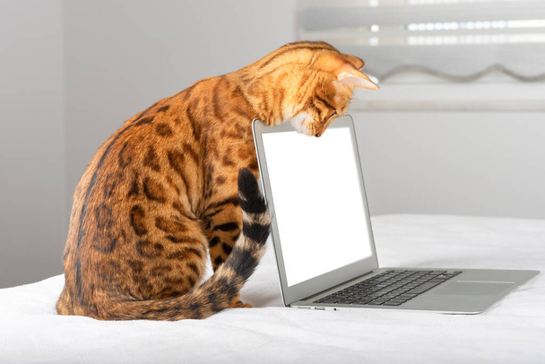 Ноутбук з місцем для вставки і бенгальський кіт дивиться вниз на екран. - Фото, зображення