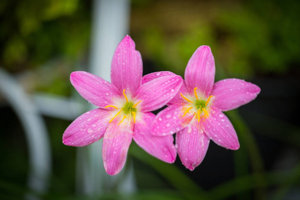Pink zephyranthes grandiflora flower has water drops along the petals with black background - Photo, image