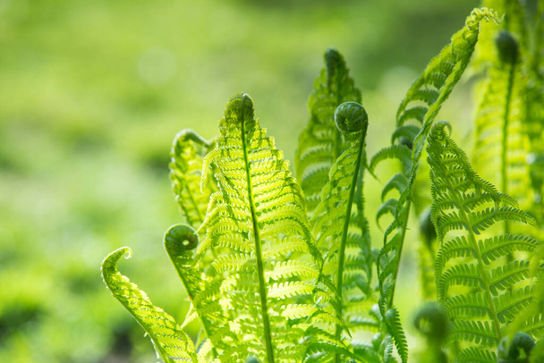 Colorful ferns leaves green foliage natural floral fern background in sunlight. - Foto, afbeelding
