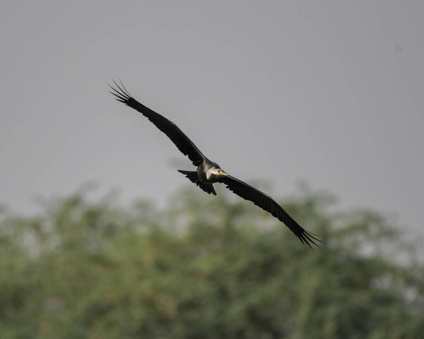 Indian Darter latający po mokradłach próbuje znaleźć teren łowiecki w pobliżu Sultanpur Bird Sanctuary, Haryana, Indie - Zdjęcie, obraz