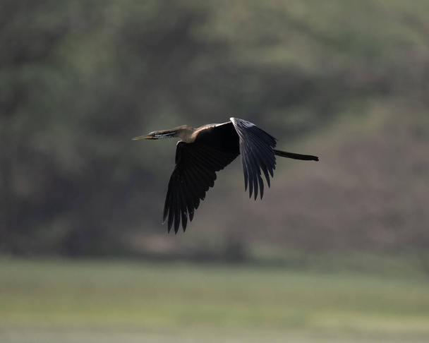 Indian Darter flying around a wetland trying to find a hunting ground near Sultanpur Bird Sanctuary, Haryana, India - Foto, Imagem