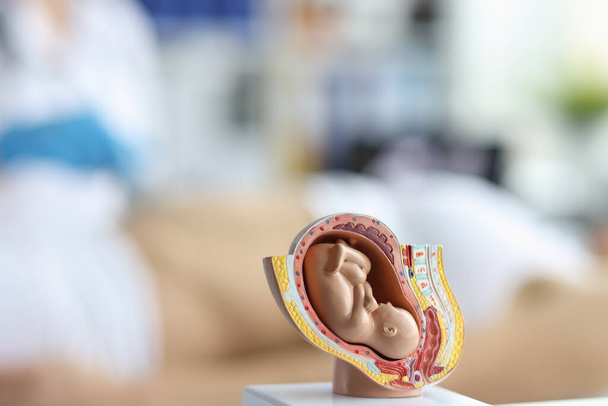 Embryo model, womans reproductive system, baby in belly, educational miniature - Foto, afbeelding