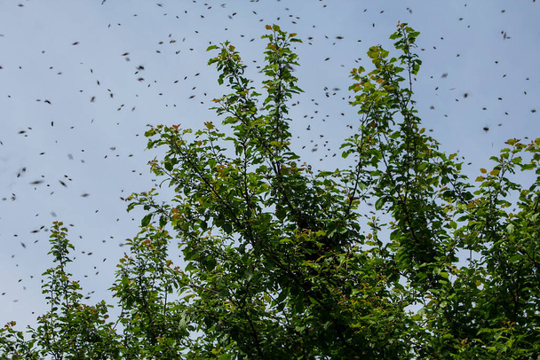 Swarming bees. The bees have flown out of the hive and are about to settle on a tree branch. - Valokuva, kuva