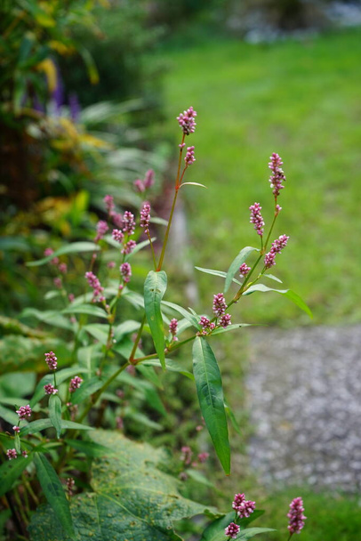 Persicaria hydropiper, syn. Polygonum hydropiper, also known as water pepper, marshpepper knotweed, arse smart or tade, is a plant of the family Polygonaceae. Berlin, Germany - Photo, Image