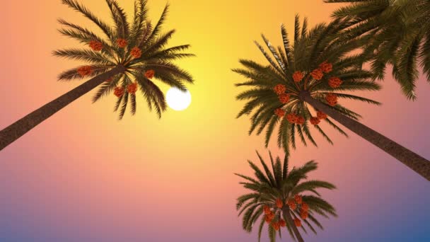 Blooming palm trees bottom view and sun - Footage, Video