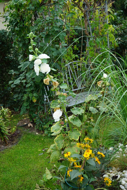 Double alcea rosea blanc fleurit dans le jardin. Alcea rosea est une plante à fleurs dicotylédones de la famille des Malvaceae. Berlin, Allemagne   - Photo, image