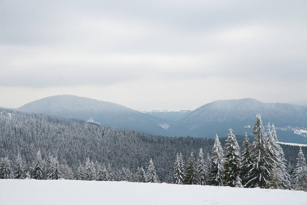 Karpat Dağları, Ukrayna. Güzel kış manzarası. Orman işçisi karla kaplı.. - Fotoğraf, Görsel