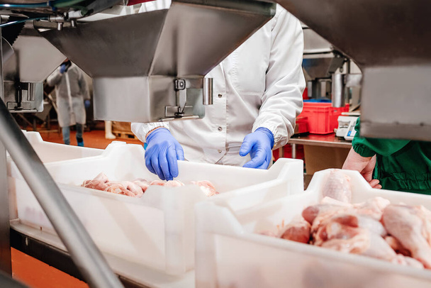 Conveyor Belt Food.The meat factory.Automated production line in modern food factory.Containers on a conveyor line with raw chicken drumstick.Factory for the production of food from meat,poultry. - 写真・画像