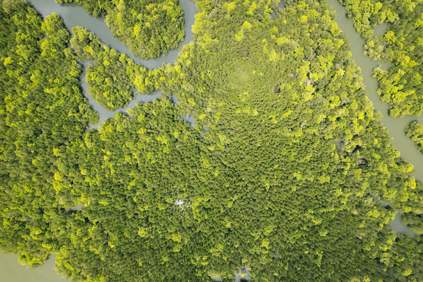 Incredibile abbondante foresta di mangrovie Vista aerea degli alberi della foresta Ecosistema della foresta pluviale e ambiente sano sfondo Texture di alberi verdi foresta dall'alto verso il basso Vista ad alto angolo - Foto, immagini