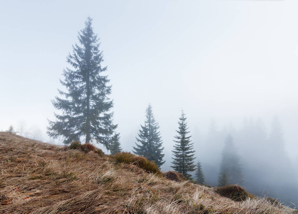山と空の景色に対する松の木とトウヒの木。ブッシュと草で覆われた山の斜面 - 写真・画像
