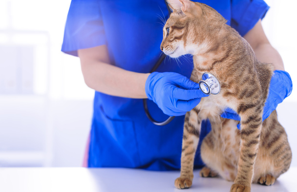 Tierarzt untersucht Katze mit Stethoskop auf dem Tisch  - Foto, Bild