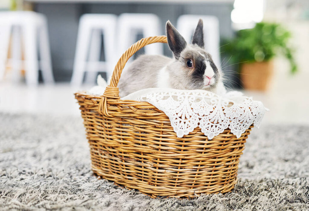 Every-bunny needs some-bunny sometimes. Shot of a cute rabbit sitting in a basket at home. - Foto, afbeelding