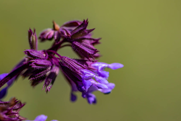 Salvia verticillata flower growing in meadow - Photo, Image