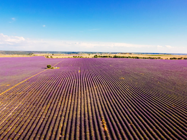 Campos de lavanda púrpura. Paisaje de verano al atardecer en Brihuega - Foto, imagen