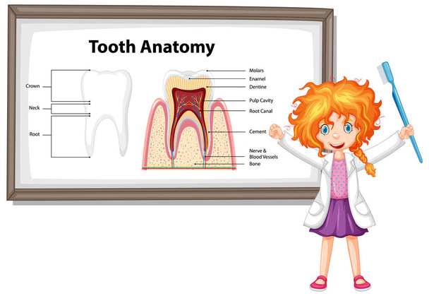 歯科学におけるヒトのインフォグラフィック歯の解剖図 - ベクター画像